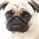 dannboi's avatar