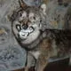 Berni_Bulli's avatar