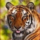nextup's avatar